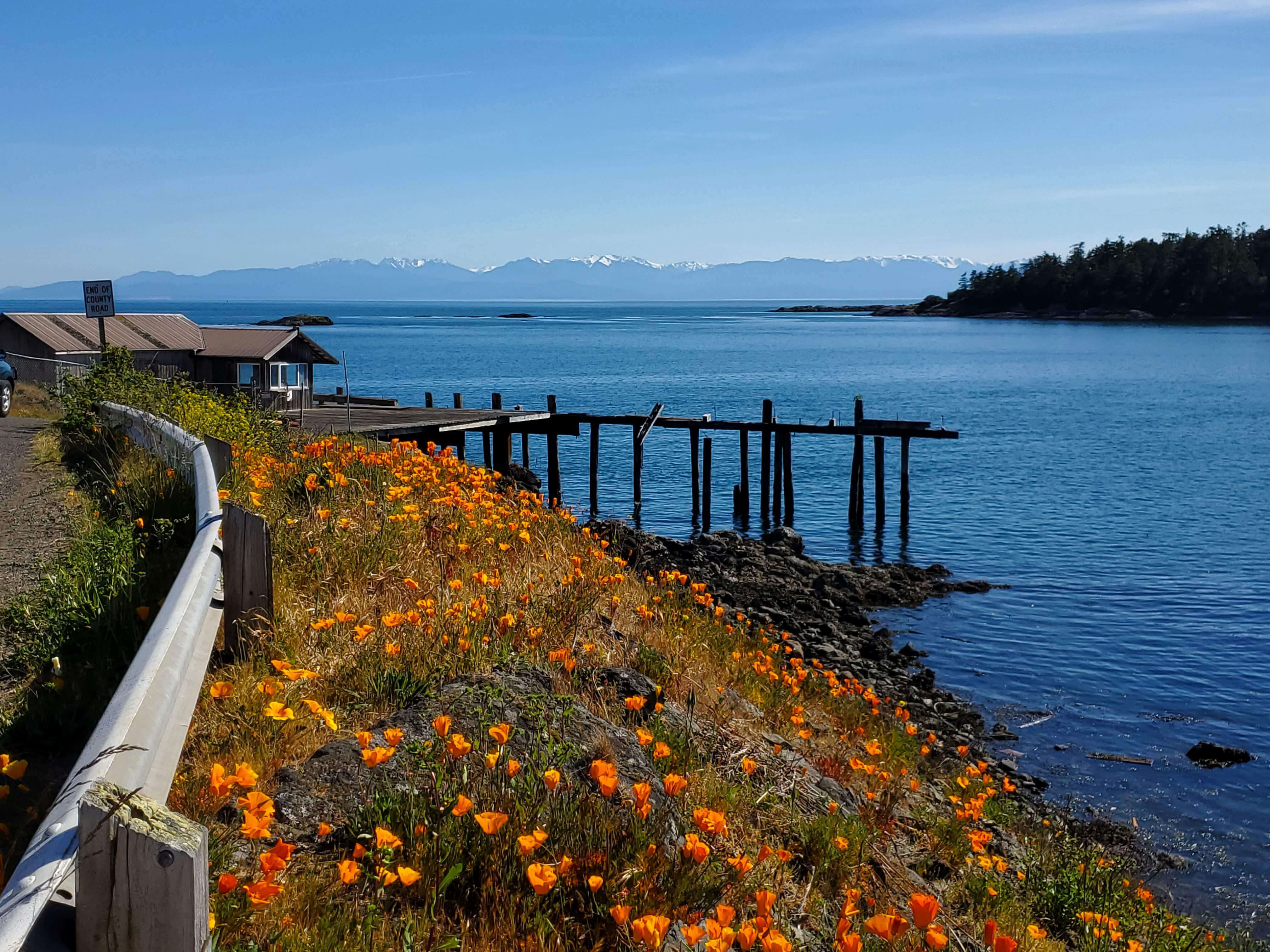View of orange flowers, an abandoned dock, and the Olympic Mountains in the distance as seen from Richardson Road on Lopez Island