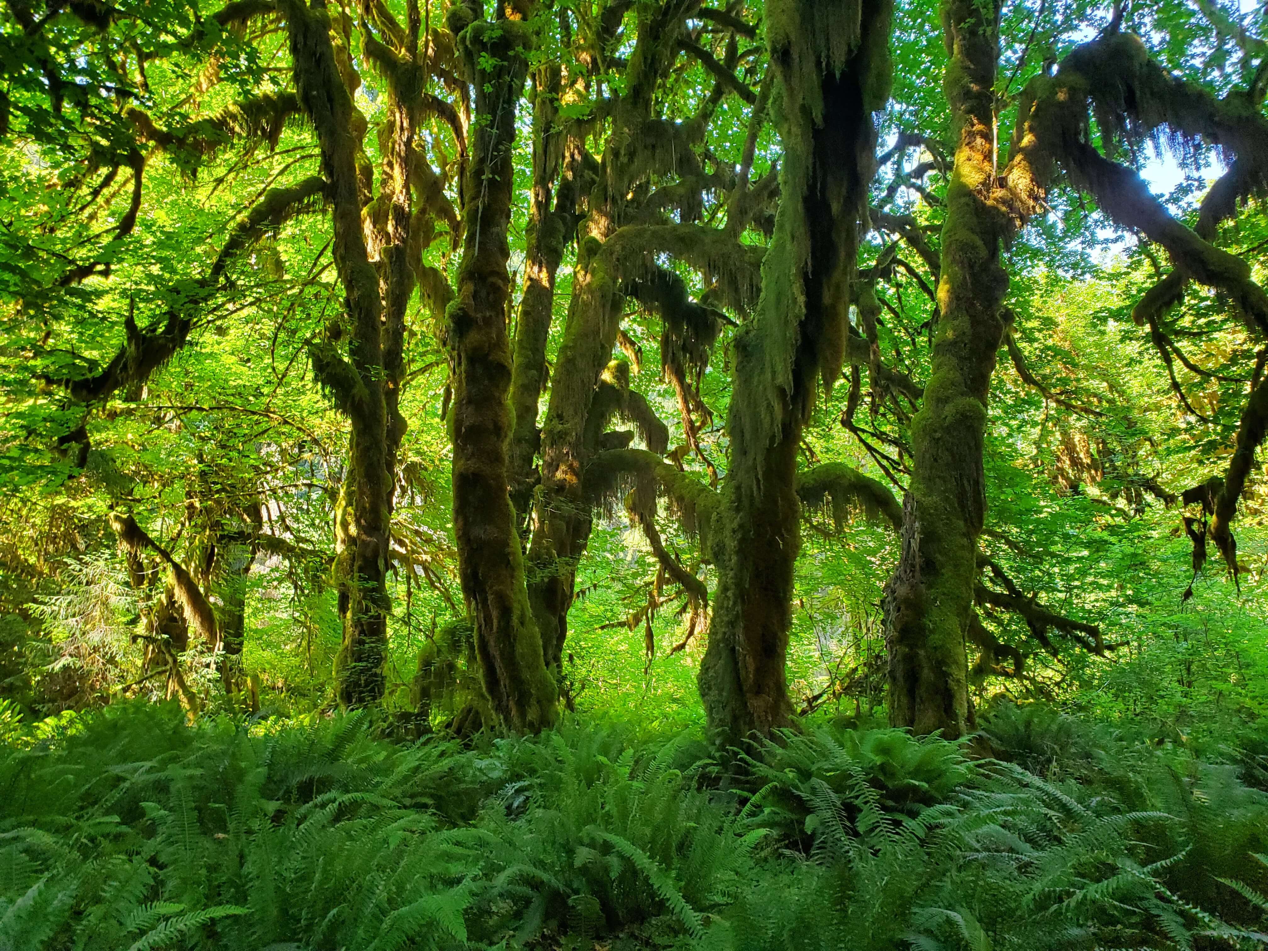 Ferns and mossy trees seen along the Hall of Mosses trail in the Hoh Rain Forest of Olympic National Park