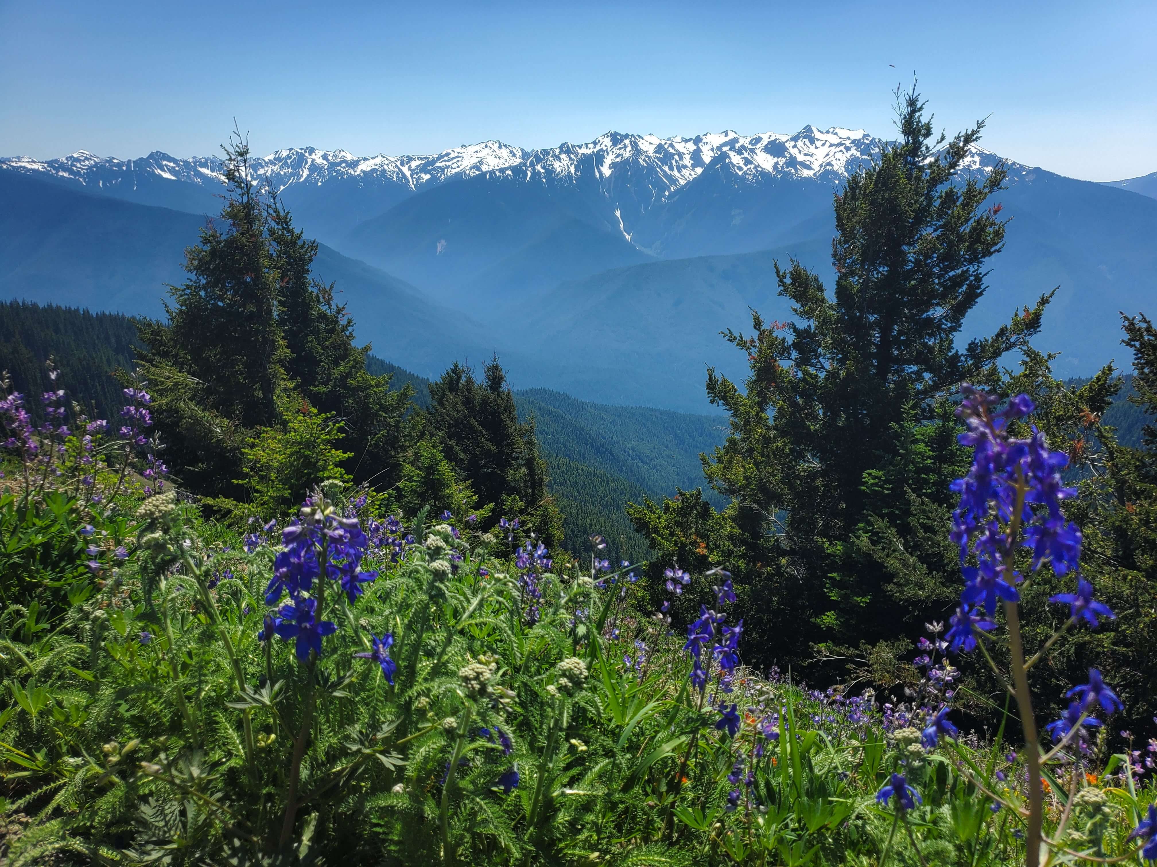 View of the Olympic Mountains along the Hurricane Hill trail in Olympic National Park