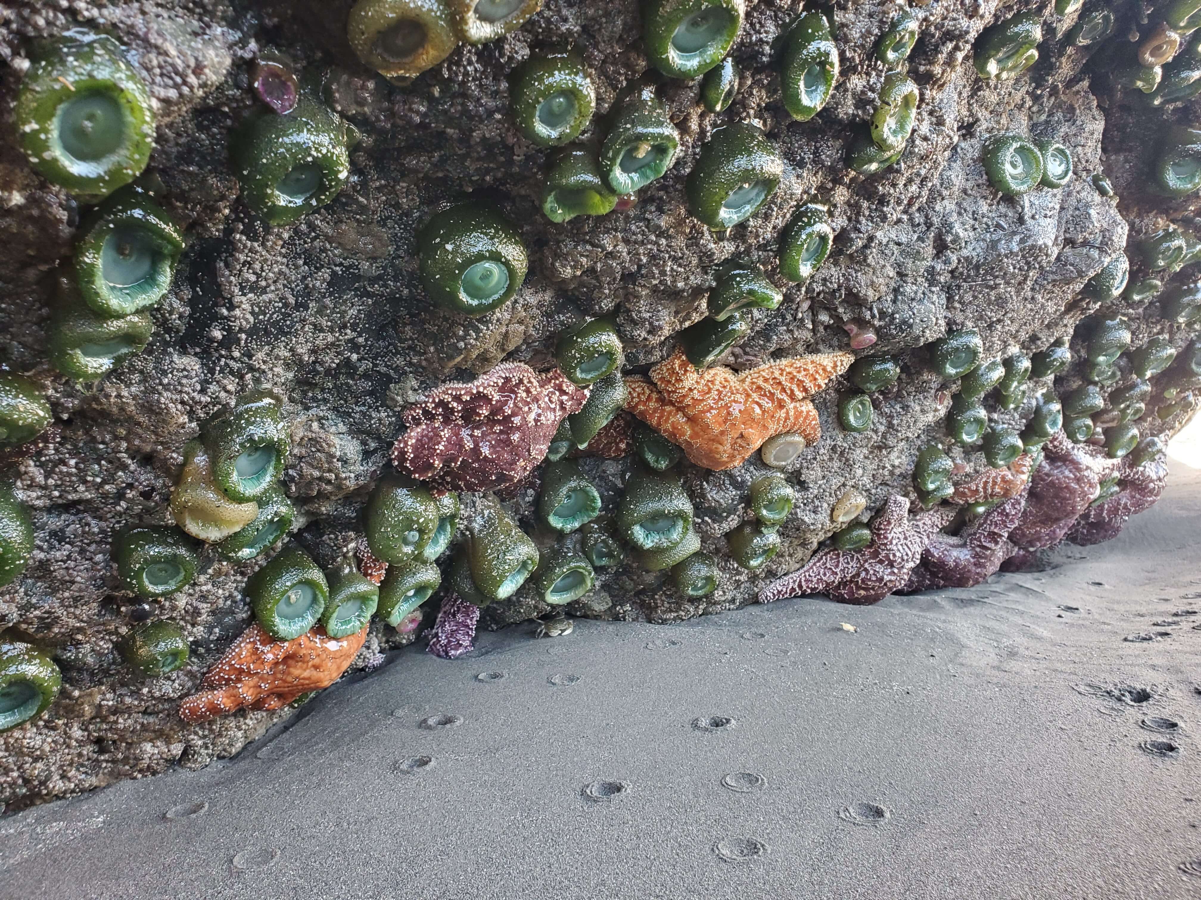 Sea stars and sea anemone in tide pools at Ruby Beach in Olympic National Park