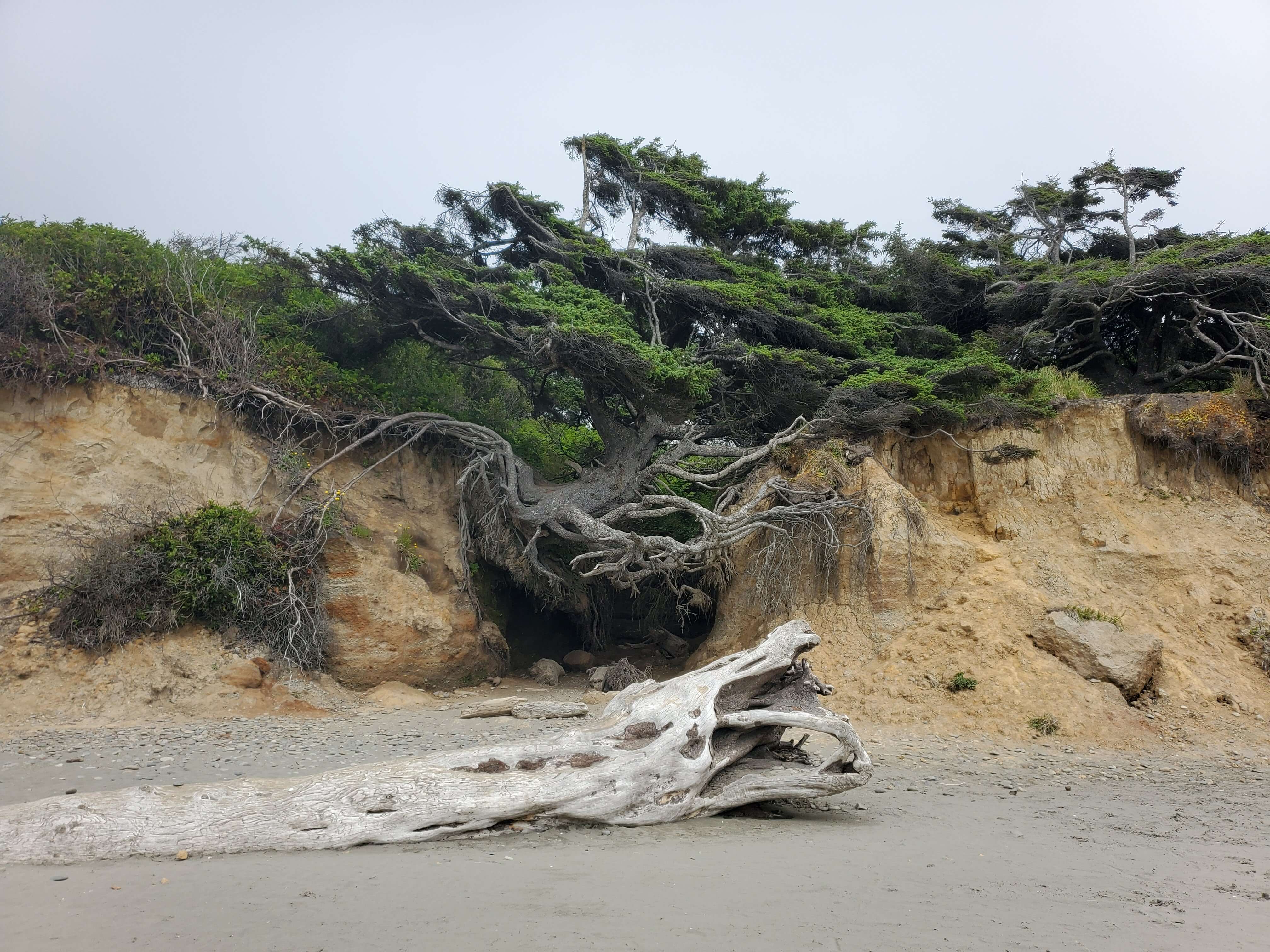 Tree of Life on Kalaloch Beach in Olympic National Park