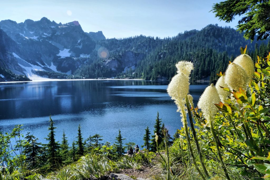 Blooms framing a mountain lake