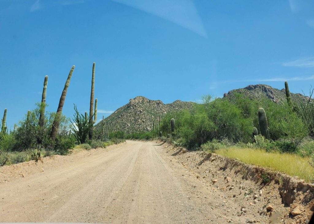Dirt road in the desert in Saguaro National Park