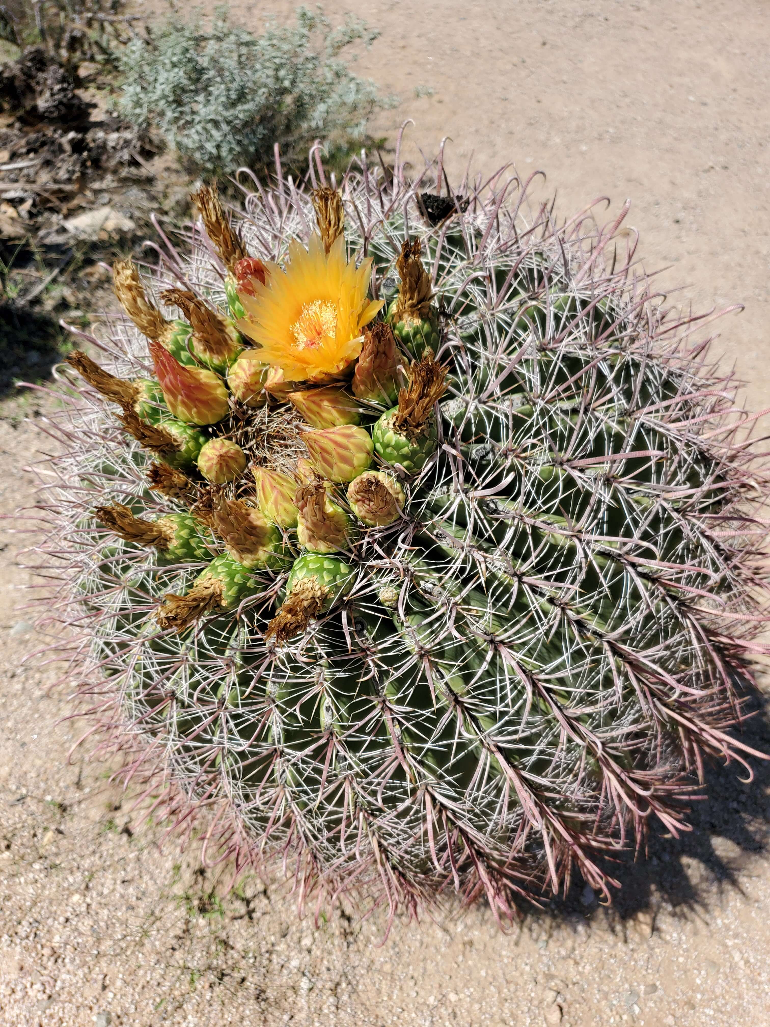 Barrel cactus with an orange bloom at Saguaro National Park