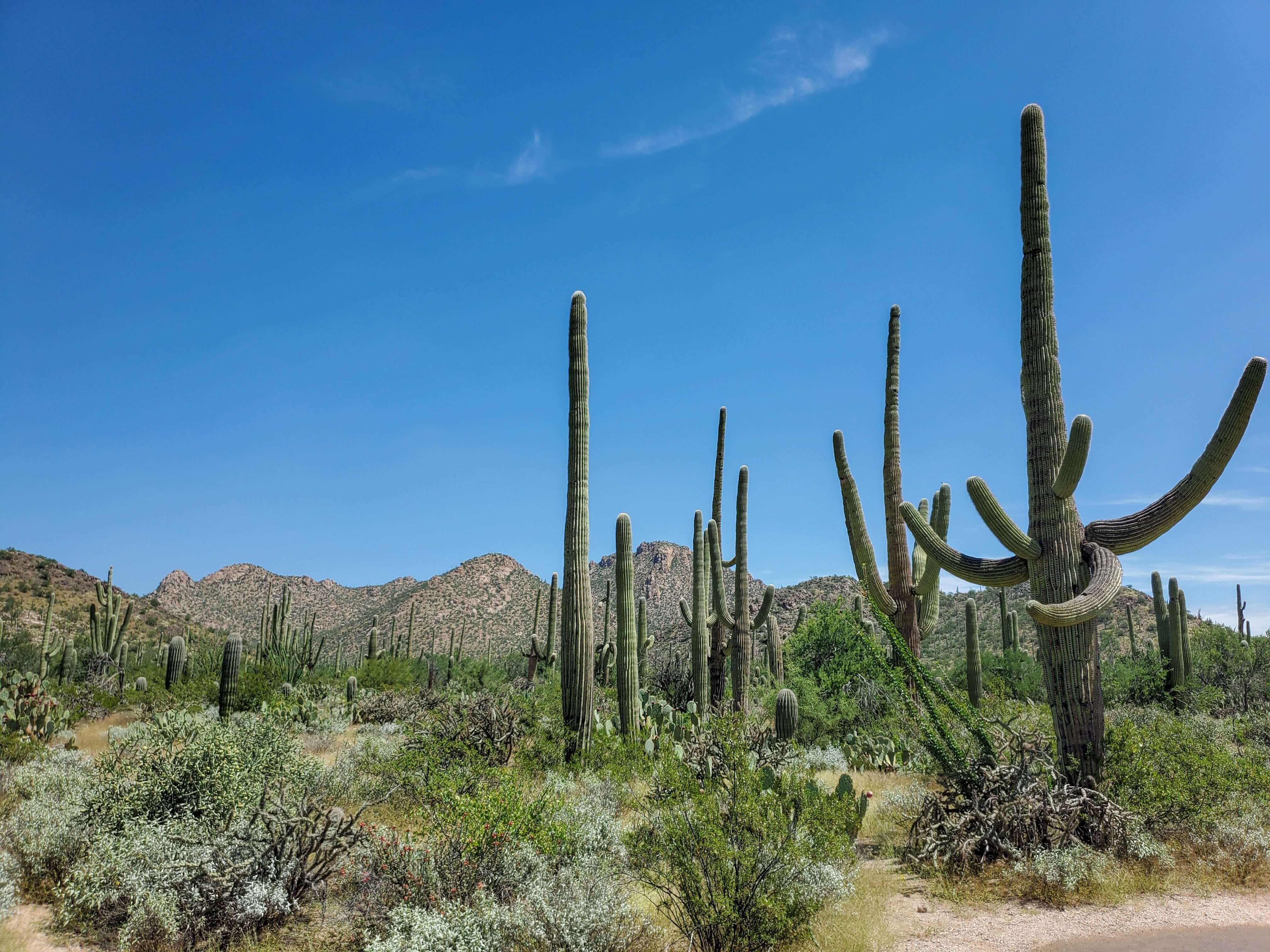 A stand of saguaro cacti and other desert plants in front of hills and a blue sky in Saguaro National Park