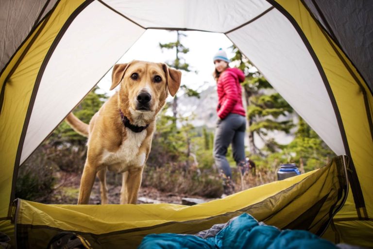 12 Dog-Friendly Camping Spots Near Lake Tahoe