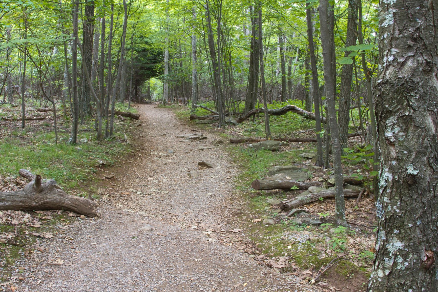 15 Easy Hikes in Shenandoah National Park (With Trail Maps) Amateur