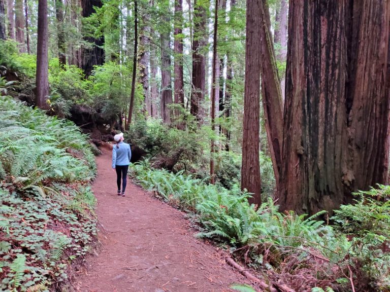 15 Awesome Things to Do in Redwood National Park