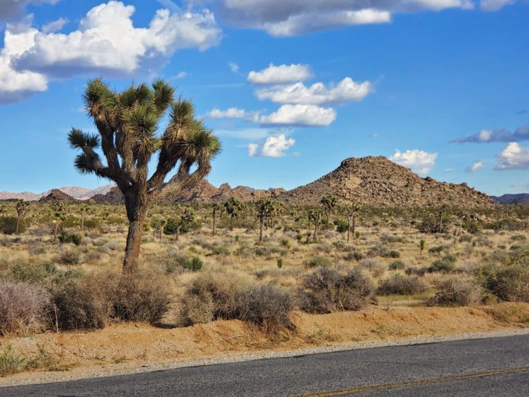 Driving Through Joshua Tree National Park: Things to See in One Day