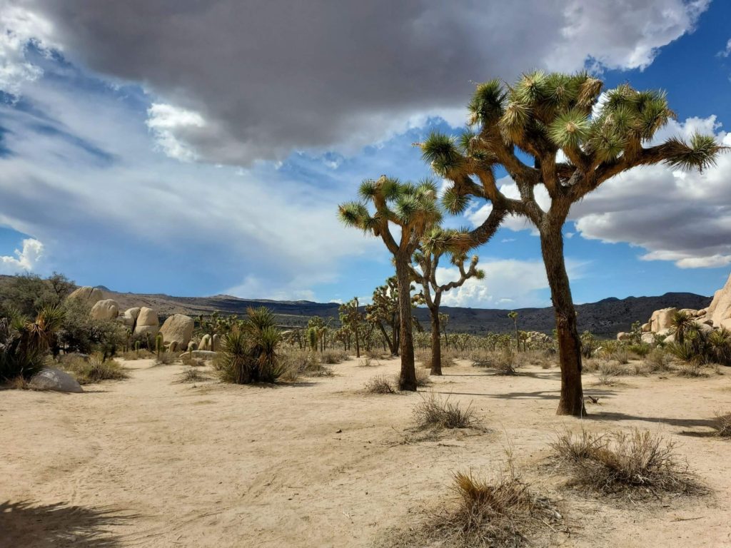 A Joshua tree grove