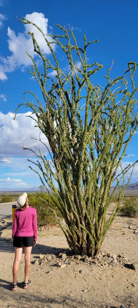 A woman looks up at an ocotillo plant