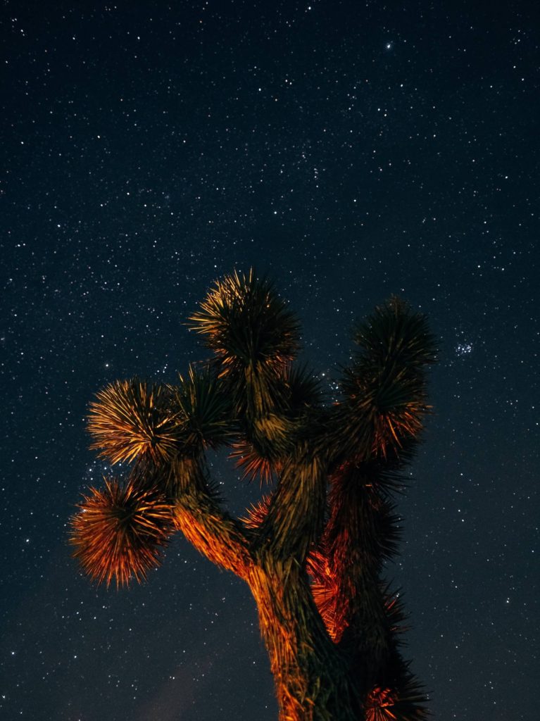 A dark starry sky over the top of a Joshua Tree