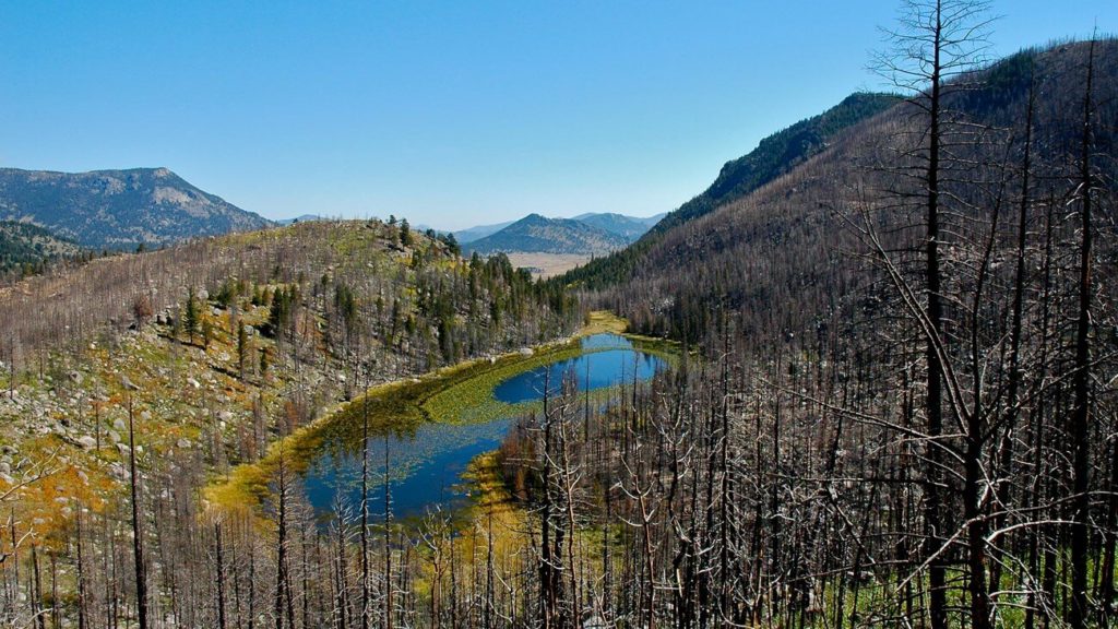 The algae-filled Cub Lake sits amid burned trees in Rocky Mountain National Park