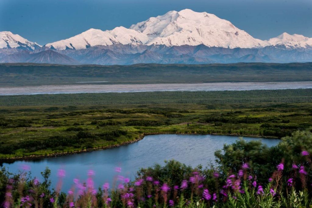 Mount Denali and other snowy mountains in the Alaska Range tower over a lush landscape with water and wildflowers