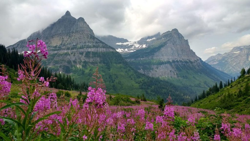Jagged gray mountain peaks rise above pink wildflowers in Glacier National Park